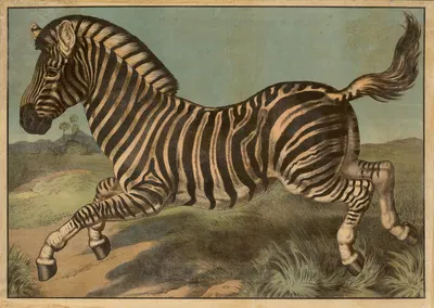 Zebra by C.C. Майнхольд и сыновья, 1913 — digital art print download