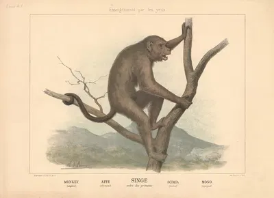 Monkey by Шарль-Оливье де Пенн, 1890 — digital art print download