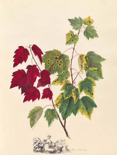 Acer Rubrum. Red Maple by Ellen Robbins, 1870 — digital art print download