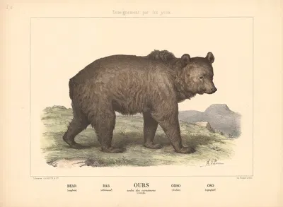 Bear by Шарль-Оливье де Пенн, 1890 — digital art print download