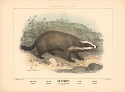 Badger by Шарль-Оливье де Пенн, 1890 — digital art print download