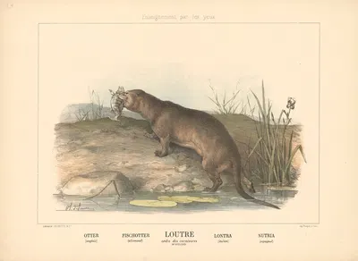 Otter by Шарль-Оливье де Пенн, 1890 — digital art print download