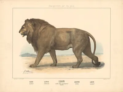 Lion by Шарль-Оливье де Пенн, 1890 — digital art print download