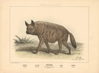 Hyena by Шарль-Оливье де Пенн, 1890 — digital art print download