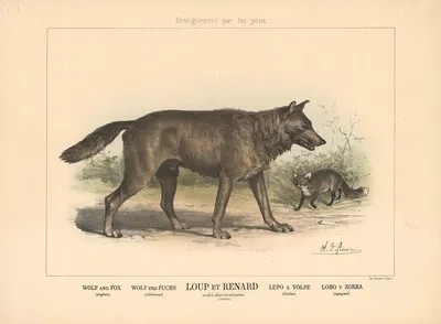 Wolf and Fox by Шарль-Оливье де Пенн, 1890 — digital art print download