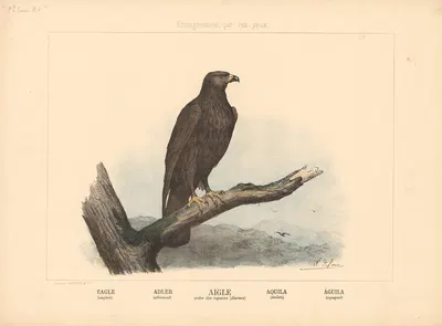 Eagle by Шарль-Оливье де Пенн, 1890 — digital art print download