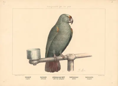 Parrot by Шарль-Оливье де Пенн, 1890 — digital art print download