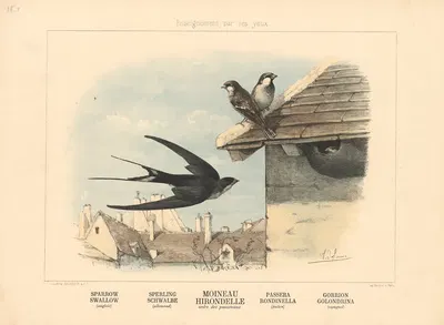 Sparrow, Swallow by Шарль-Оливье де Пенн, 1890 — digital art print download