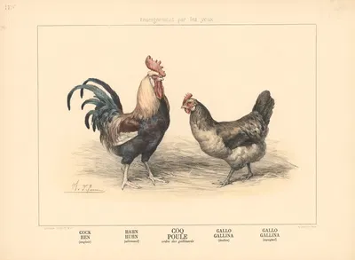 Cock, Hen by Шарль-Оливье де Пенн, 1890 — digital art print download