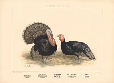 Turkeys by Шарль-Оливье де Пенн, 1890 — digital art print download