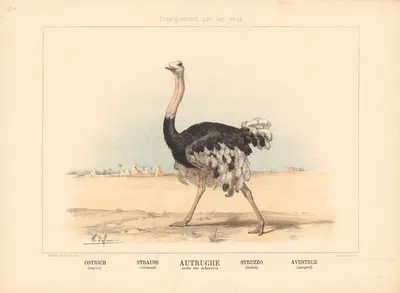 Ostrich by Шарль-Оливье де Пенн, 1890 — digital art print download