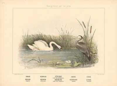 Swan, Heron by Шарль-Оливье де Пенн, 1890 — digital art print download
