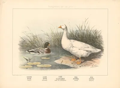 Goose, Duck by Шарль-Оливье де Пенн, 1890 — digital art print download