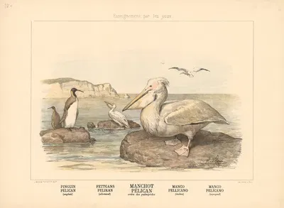 Penguin, Pelican by Шарль-Оливье де Пенн, 1890 — digital art print download