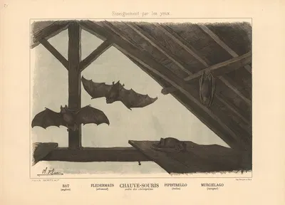 Bat by Шарль-Оливье де Пенн, 1890 — digital art print download