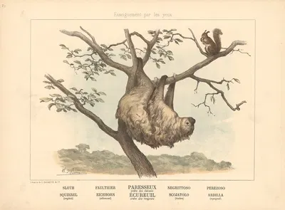 Sloth, Squirrel by Charles-Olivier de Penne, 1890 — digital art print download