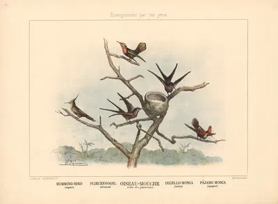 Humming-Bird by Шарль-Оливье де Пенн, 1890 — digital art print download
