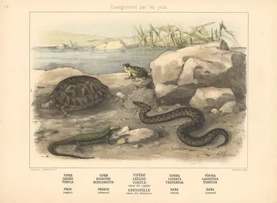 Viper, Lizard, Turtle, Frog by Шарль-Оливье де Пенн, 1890 — digital art print download