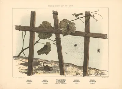 Spider, Scorpion by Шарль-Оливье де Пенн, 1890 — digital art print download