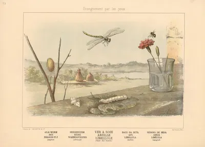 Silk-worm, Bee, Dragon-fly by Шарль-Оливье де Пенн, 1890 — digital art print download