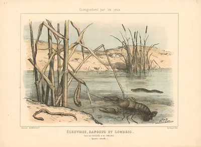 Crayfish, leeches, and earthworms. by Шарль-Оливье де Пенн, 1890 — digital art print download