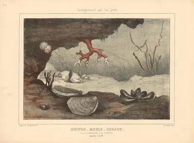 Oysters, mussels, corals. by Шарль-Оливье де Пенн, 1890 — digital art print download