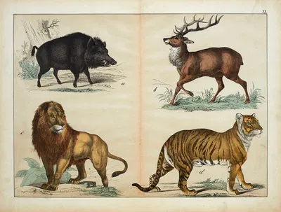 Animals by D. Englert, 1867 — digital art print download