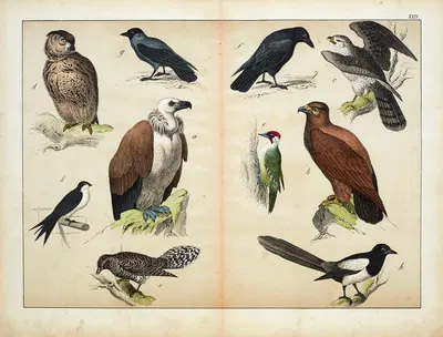 Birds by D. Englert, 1867 — digital art print download