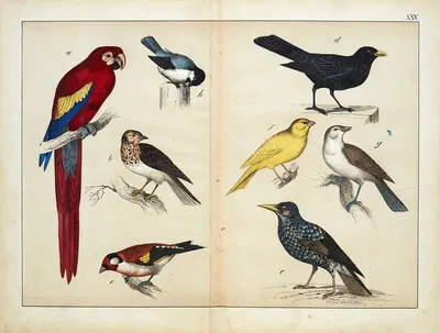 Birds by D. Englert, 1867 — digital art print download