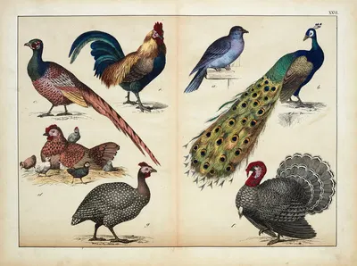 Birds by D. Englert, 1867 — digital art print download