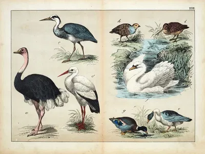 Birds by Д. Энглерт, 1867 — digital art print download