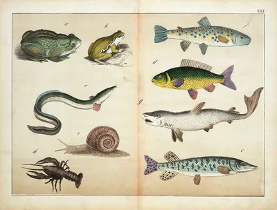Fish and amphibians by D. Englert, 1867 — digital art print download
