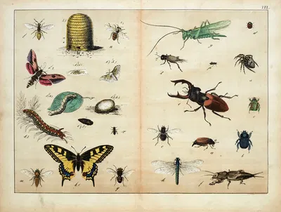 Insects by D. Englert, 1867 — digital art print download