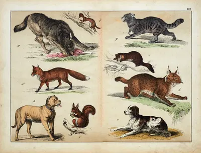 Mammals by Д. Энглерт, 1867 — digital art print download