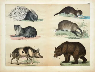 Mammals by D. Englert, 1867 — digital art print download