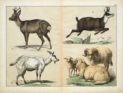 Mammals by D. Englert, 1867 — digital art print download