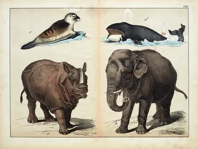 Mammals by D. Englert, 1867 — digital art print download
