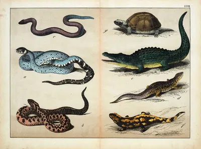 Reptiles by D. Englert, 1867 — digital art print download