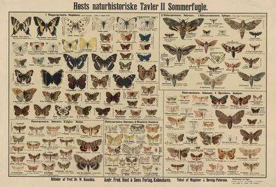 Butterflies by Dr. W. Raschke, 1909 — digital art print download