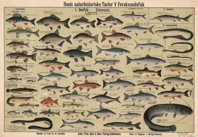 Freshwater fish by Dr. W. Raschke, 1909 — digital art print download