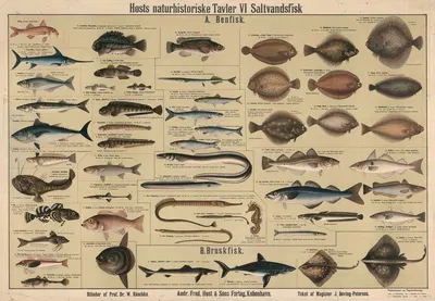 Saltwater fish by Dr. W. Raschke, 1909 — digital art print download