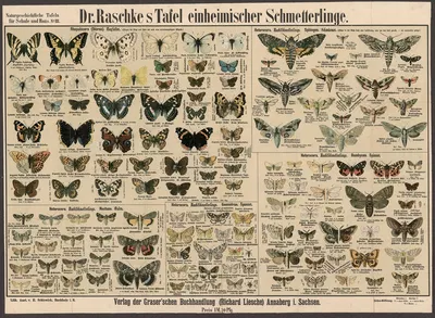 Native butterflies by E. Schiewick, 1909 — digital art print download
