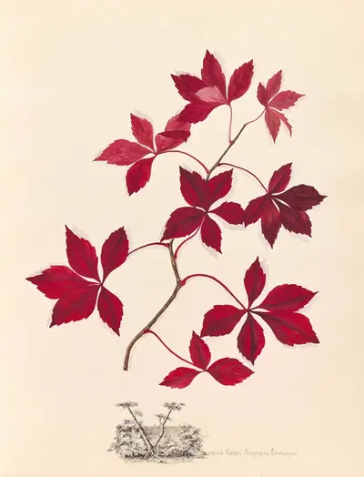 Virginia Creeper. Ampelopsis Quinquefolia by Ellen Robbins, 1870 — digital art print download