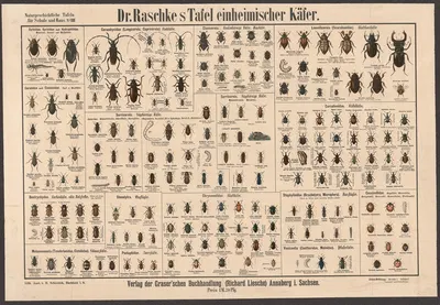 Native beetles by E. Schiewick, 1909 — digital art print download