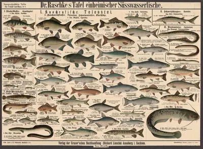 Native freshwater fish by Э. Шивик, 1909 — digital art print download