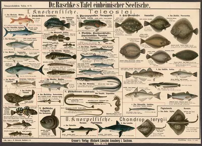 Native sea fish by Э. Шивик, 1909 — digital art print download