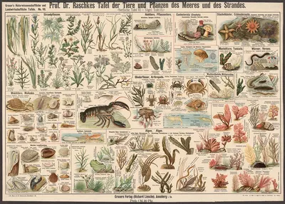 Animals and plants of the sea and the beach by Э. Шивик, 1909 — digital art print download