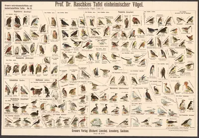 Native birds by E. Schiewick, 1909 — digital art print download