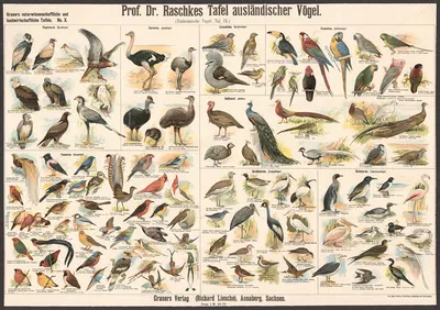 Foreign birds by Э. Шивик, 1909 — digital art print download