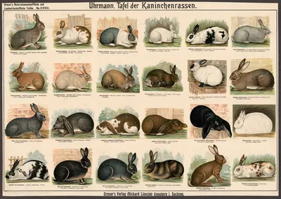 Rabbit Breeds by Э. Шивик, 1909 — digital art print download